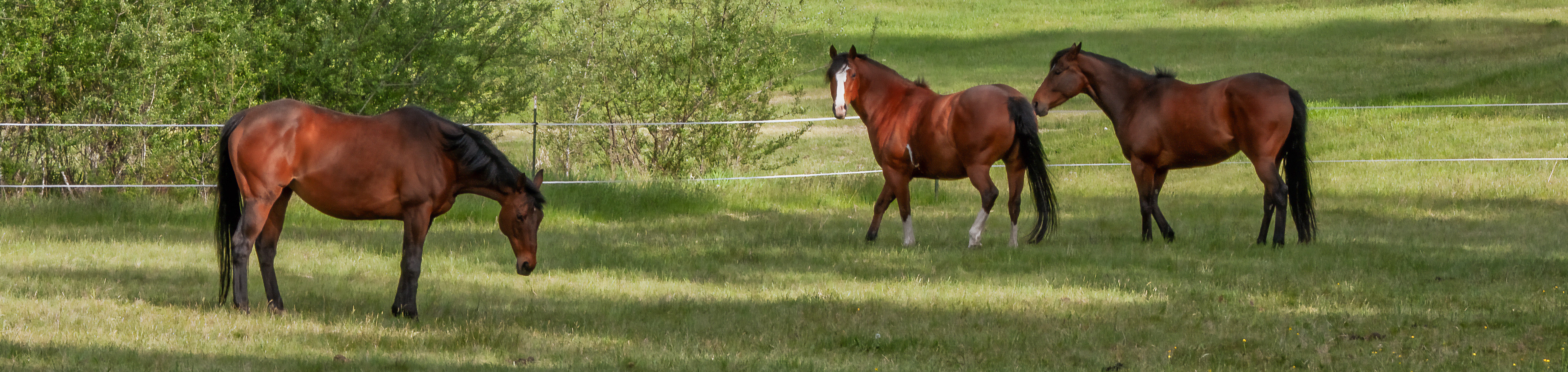 Belle and her daughters on pasture