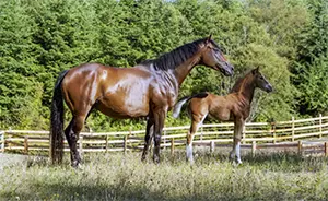 Belle and Tsigilili at 10 days