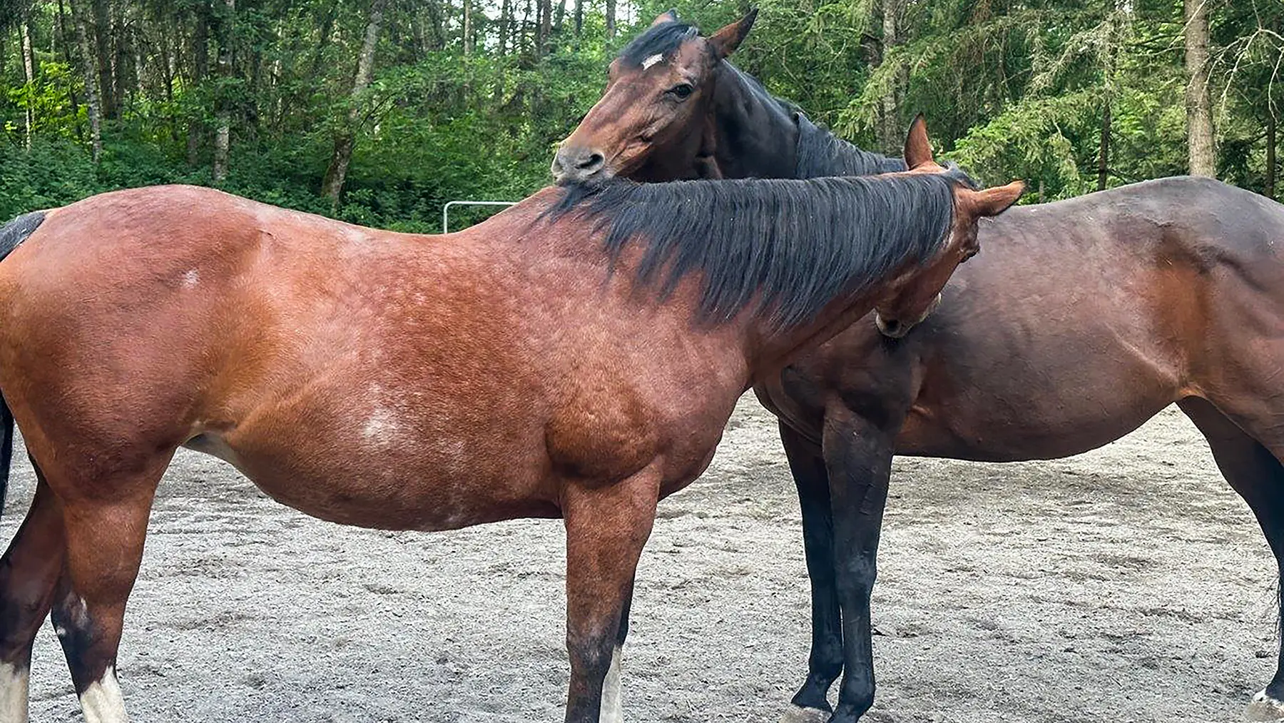 Grooming betewen sisters