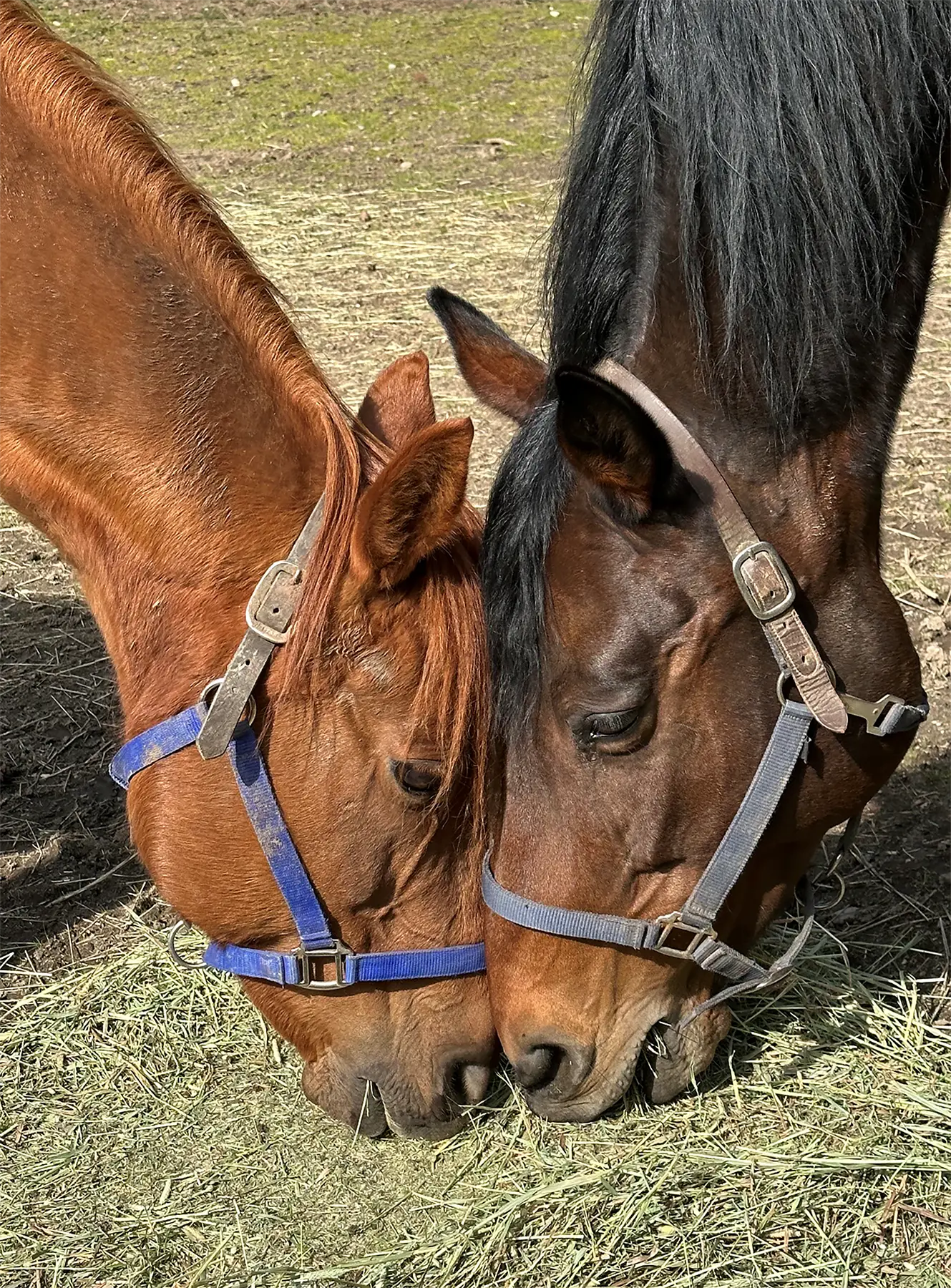 Clark and Tacski sharing hay