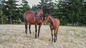 Wee Tacksi in a pasture with herr mom