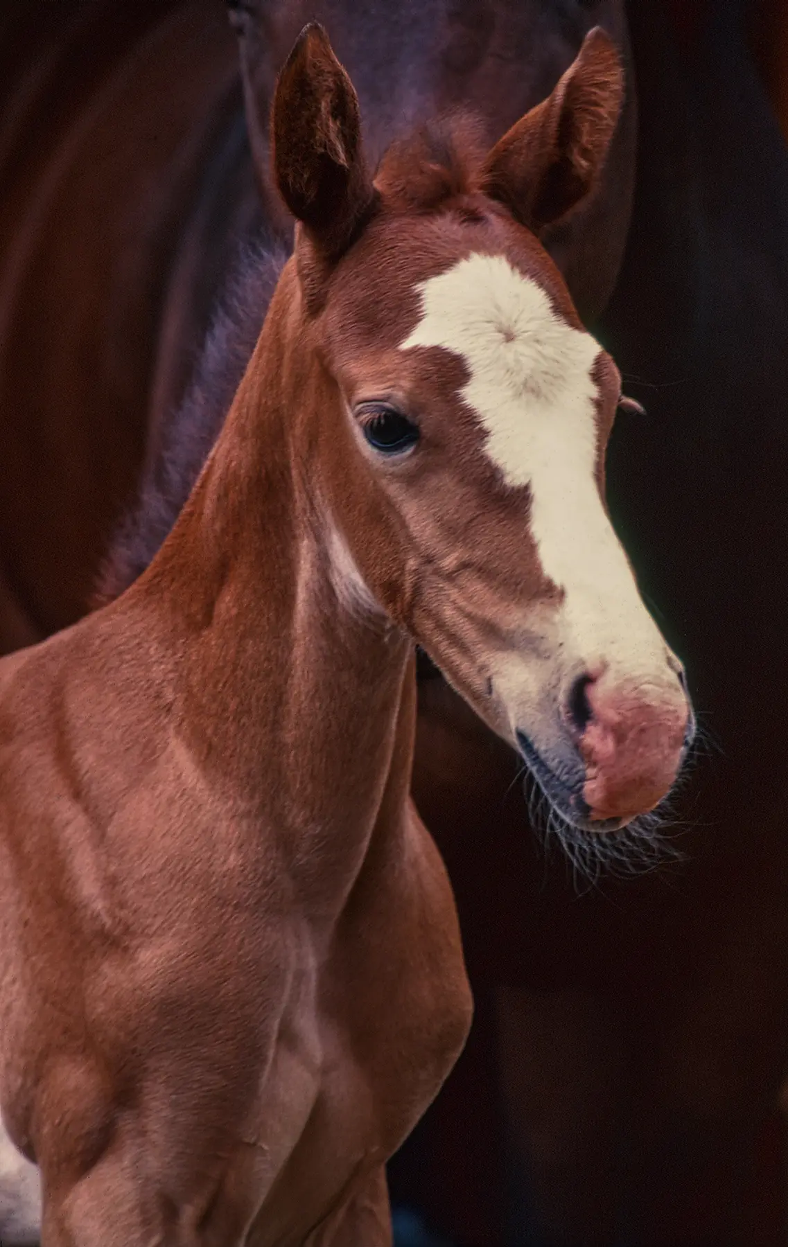 Tsigilili at 10 days