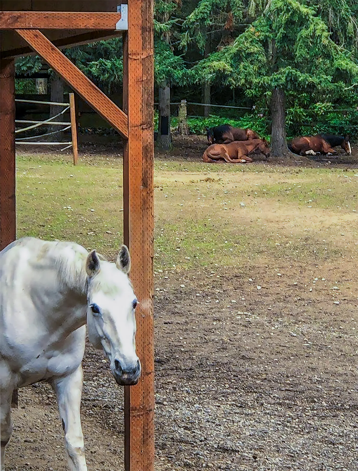 Winnie coming out of the loafing shed while the others nap under a tree